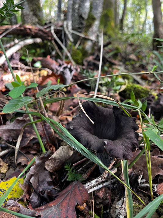 🍄 Où trouver des trompettes de la mort ? Le guide complet du cueilleur d’automne