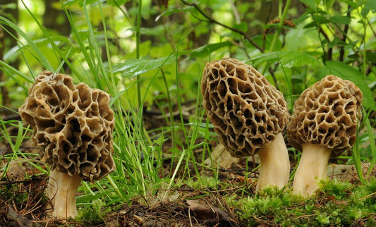 Guide Complet : La Prospection des Coins à Morilles