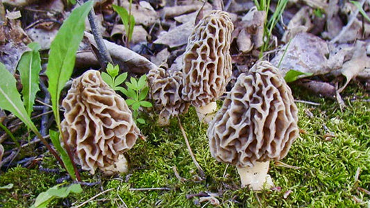 Quand aller à la chasse aux Morilles
