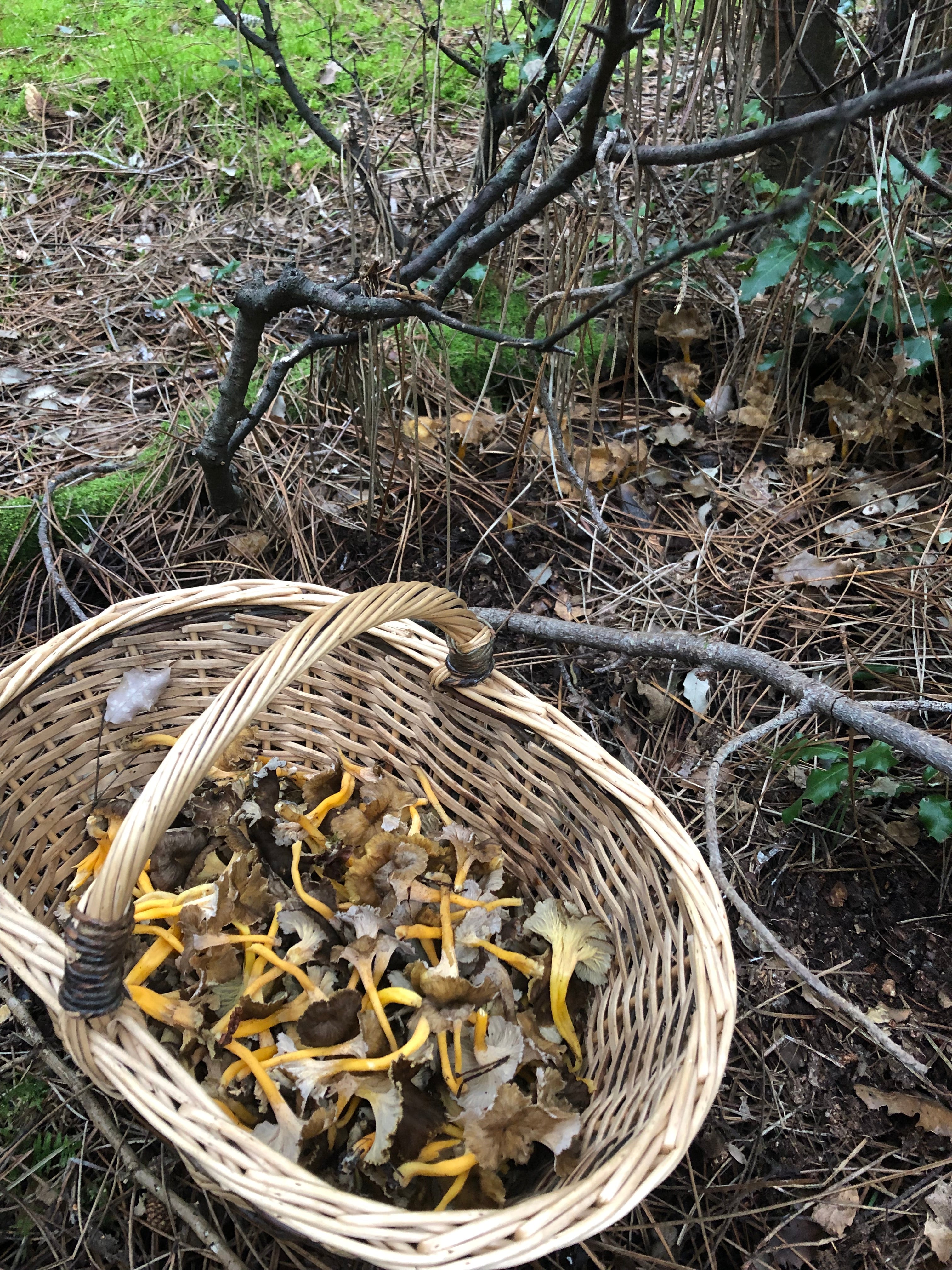 Chanterelles
