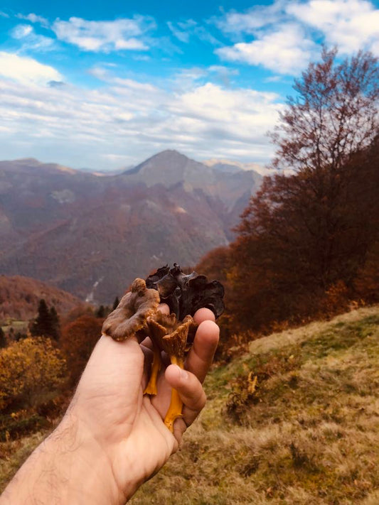 Quels champignons peut-on trouver en montagne ?