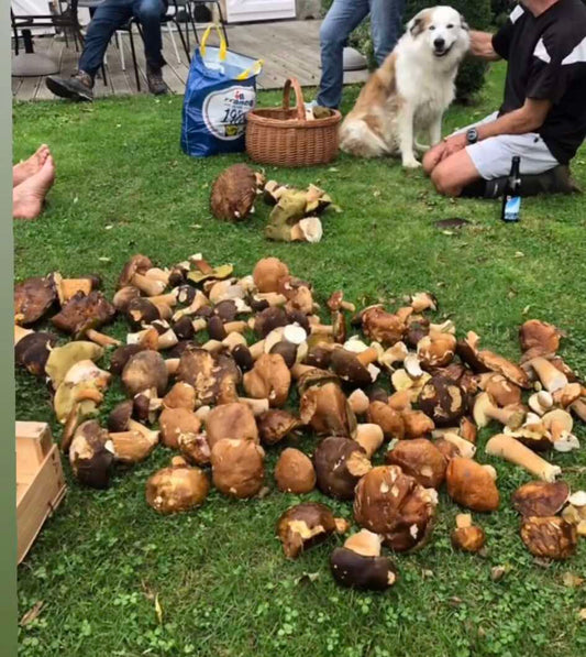 🍂 Les différents types de cèpes : apprendre à les reconnaître et les distinguer