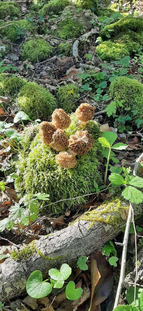 🍄 Saison des morilles : quand commencent-elles, où les trouver et à quelle altitude ?