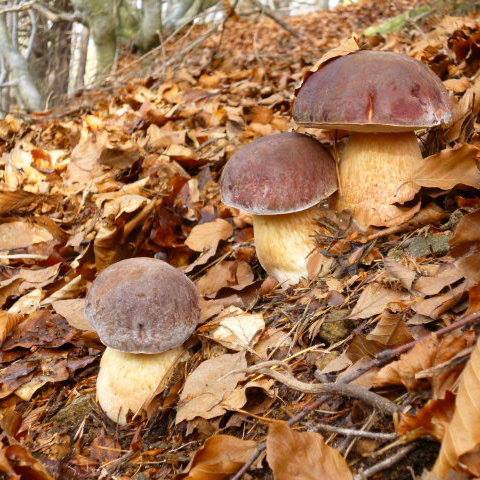 🍄 Le cèpe des pins - Boletus pinophilus : un grand classique des sous-bois de montagne