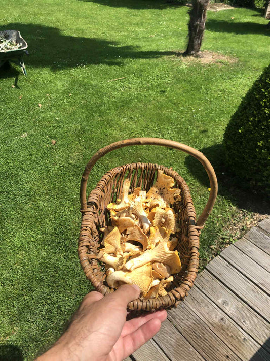 À la recherche des girolles : où et comment les trouver ?