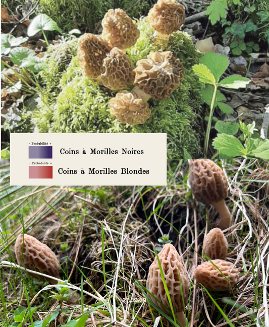 Les différents types de morilles : blondes, noires et sous-espèces à connaître