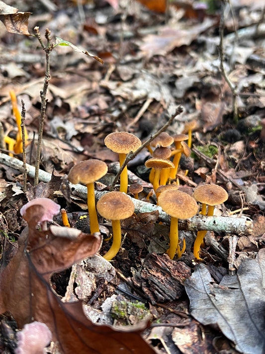 🍄 Où trouver des chanterelles ? Le guide complet pour reconnaître, cueillir et savourer ce champignon d’automne