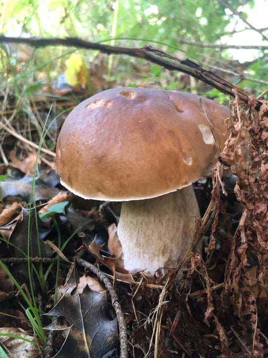 🍄 Le Cèpe de Bordeaux - Boletus edulis : tout savoir sur le roi des champignons