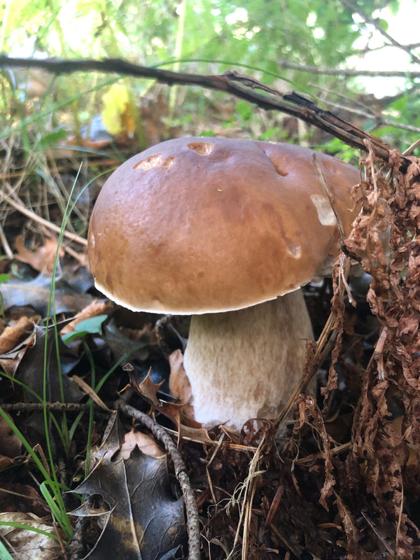 Le Cèpe de Bordeaux - Boletus edulis : tout savoir sur le roi des champignons