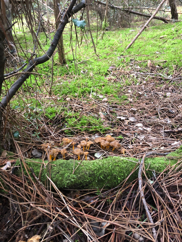 Chanterelle en tube (Craterellus tubaeformis) : guide complet pour la trouver et la cuisiner