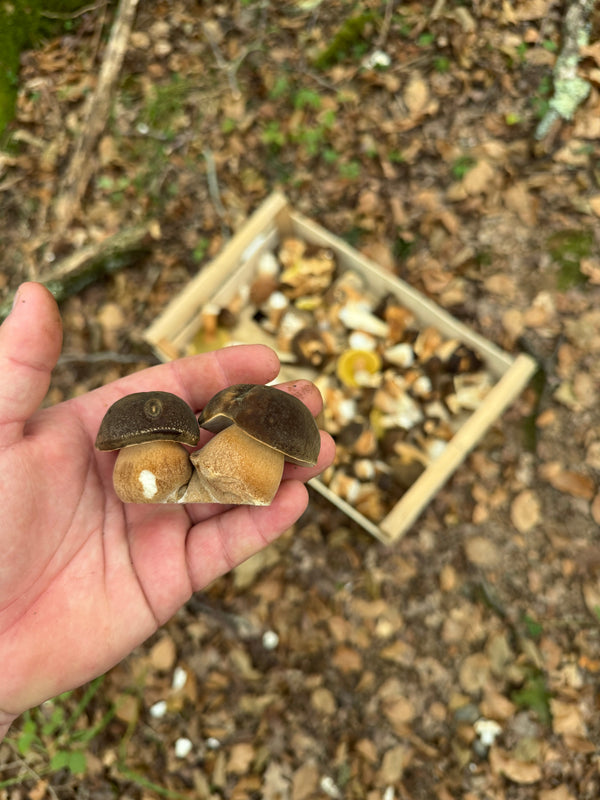 Champignons d'automne : le guide complet mois par mois + Top 10