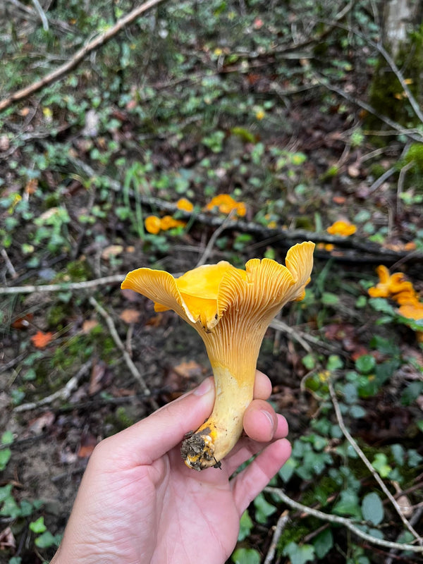 Comment trouver des Girolles ?
