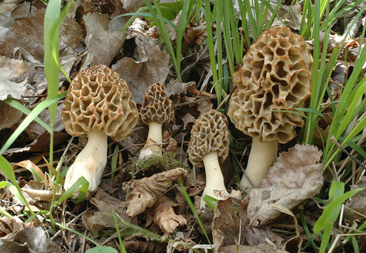 Champignons du Printemps : Où et Quand les Trouver ?