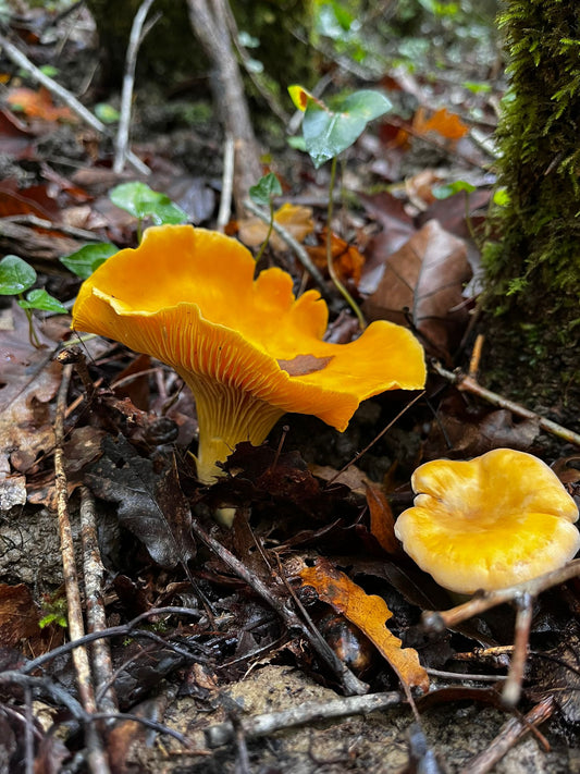 La saison des girolles approche : préparez vos sorties avec nos cartes de coins à champignons