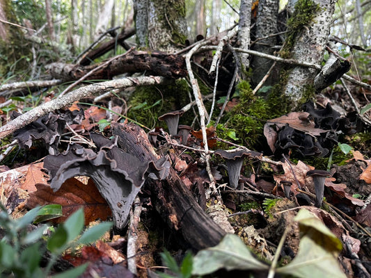 Les meilleures recettes à base de trompettes de la mort