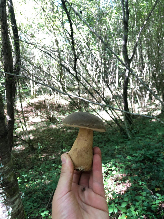 🌳 Cèpe bronzé (Boletus aereus) : guide complet pour trouver ce trésor forestier