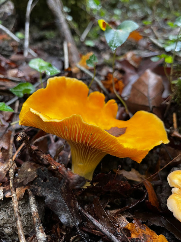 Saison des Girolles : quand commencent-elles, où les trouver  ?