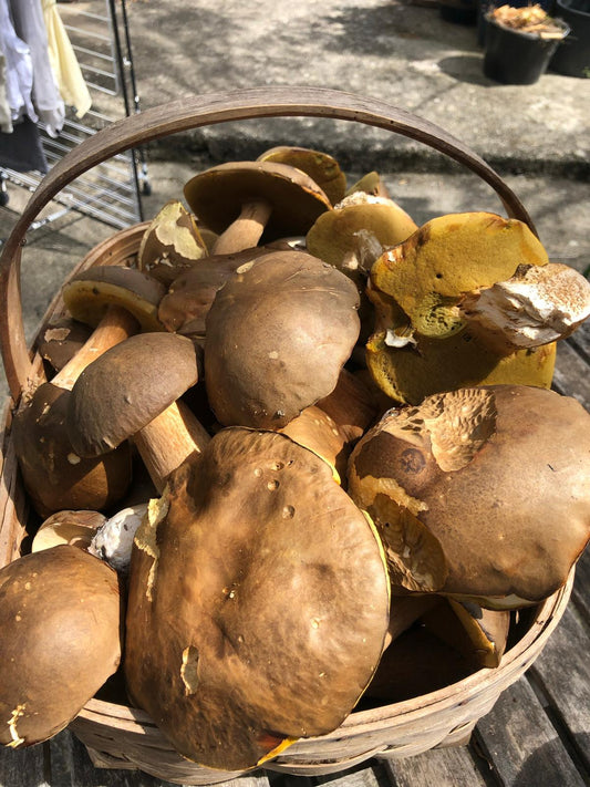 Les paniers à champignons