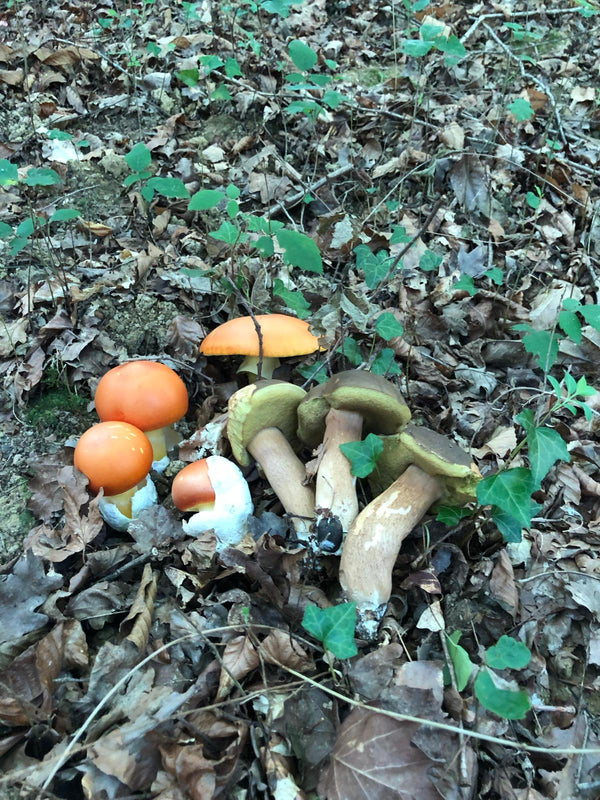 Champignons vénéneux : les 10 confusions dangereuses à connaître (guide complet)