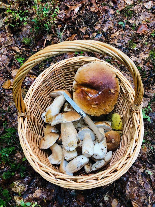 Panier à champignons : pourquoi l'osier est essentiel et comment bien le choisir