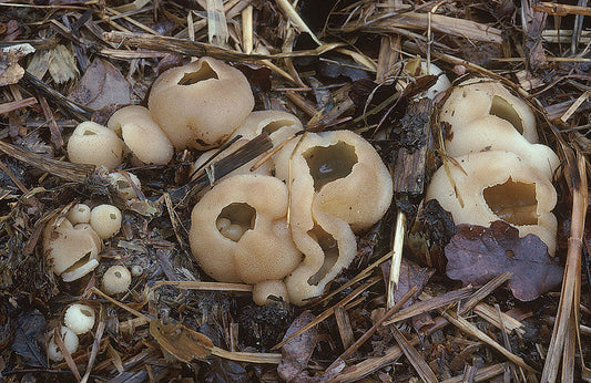 🍄 Quelles espèces de champignons comestibles peut-on trouver au printemps ?