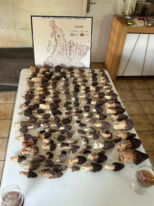 Comment trouver des coins à Morilles ?