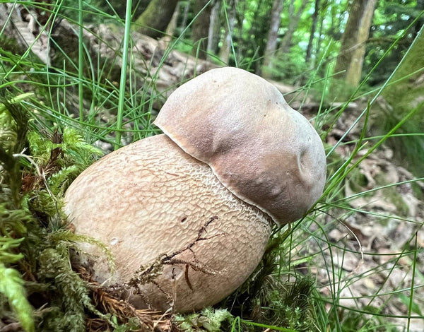 Le Cèpe d'été - Boletus aestivalis : Guide complet pour une cueillette réussie