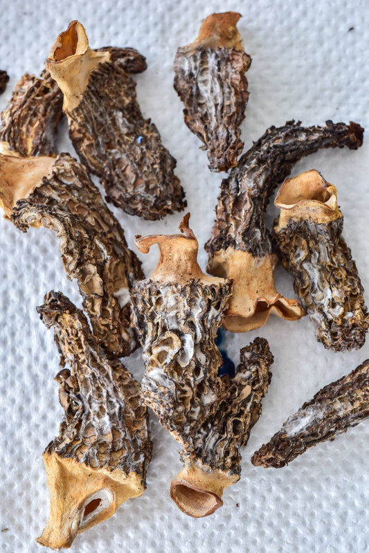 Comment bien faire sécher ses Morilles
