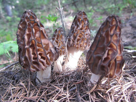 Où trouver des morilles ?