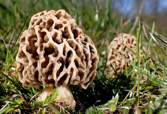 Les Morilles