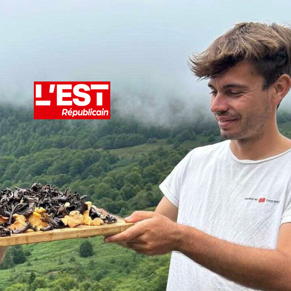La girolle (Cantharellus cibarius) : guide complet pour la trouver et l'identifier sans risque
