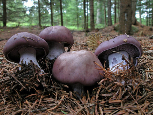 🍄 Quels champignons peut-on espérer trouver en hiver ?