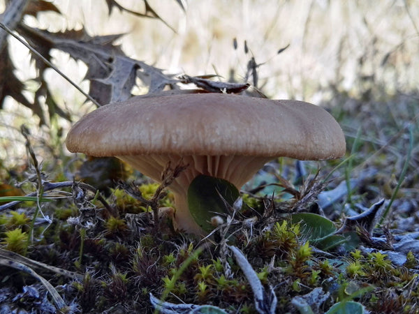 Pleurote du panicaut (Pleurotus eryngii) : guide complet et différence avec la trompette de la mort