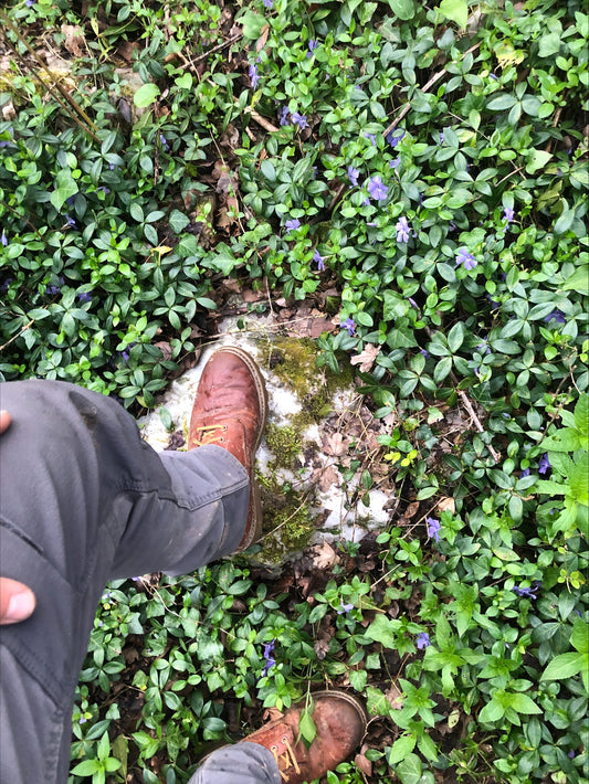 Comprendre le biotope des Morilles pour mieux les chercher