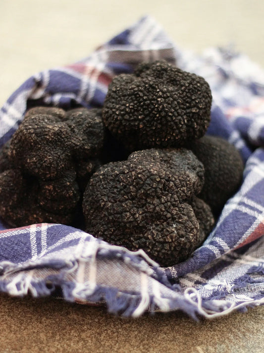 🍂 Où trouver des truffes ? Le guide complet pour comprendre leur habitat et les bonnes pratiques