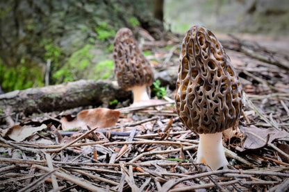 Carte des coins à Morilles format papier par cantons