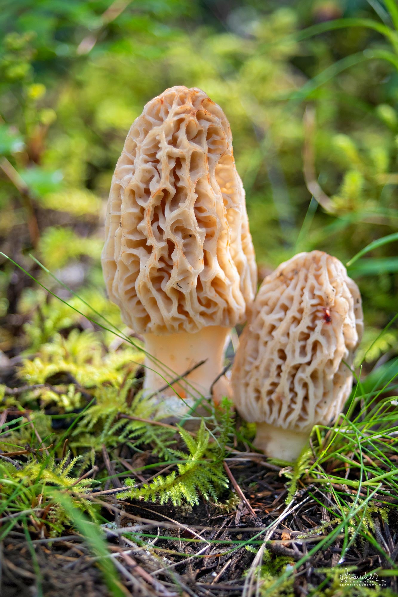 Carte des coins à Morilles format papier par cantons