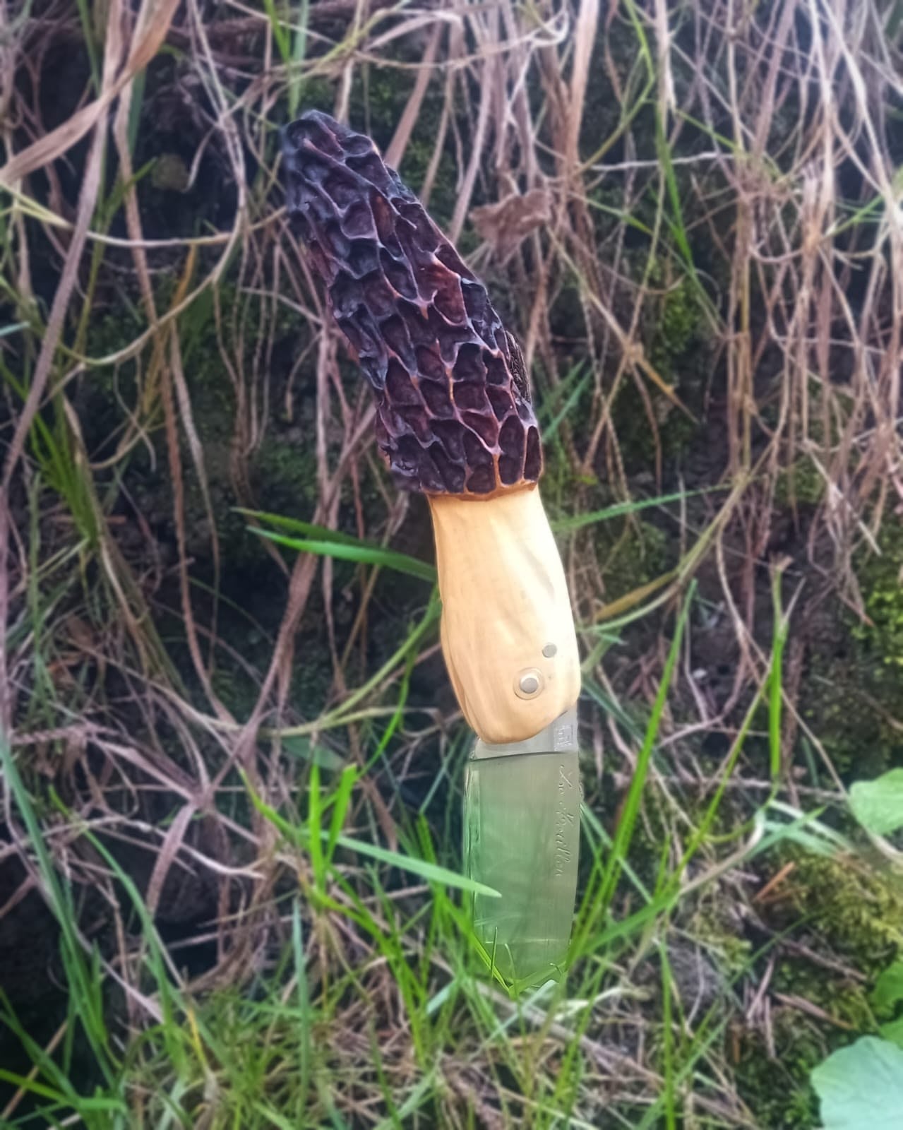 Le Morillou - Le couteau emblématique pour les Morilles
