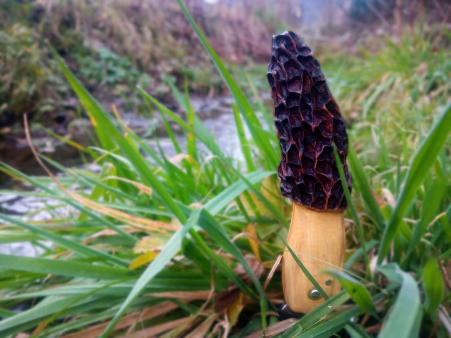 Le Morillou - Le couteau emblématique pour les Morilles
