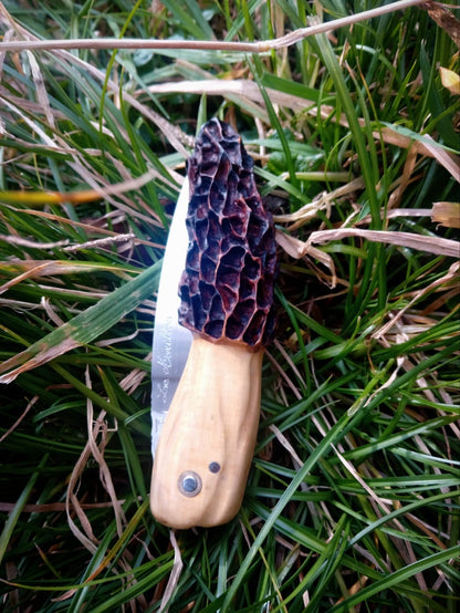 Le Morillou - Le couteau emblématique pour les Morilles