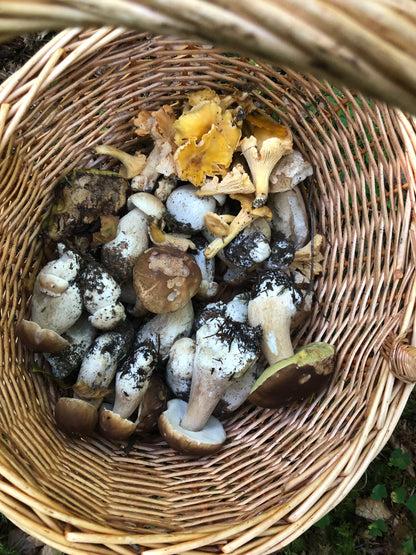 Le Panier à Champignons