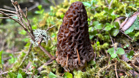 EDITION SPÉCIALES MORILLES CONIQUES PRINTEMPS 2026