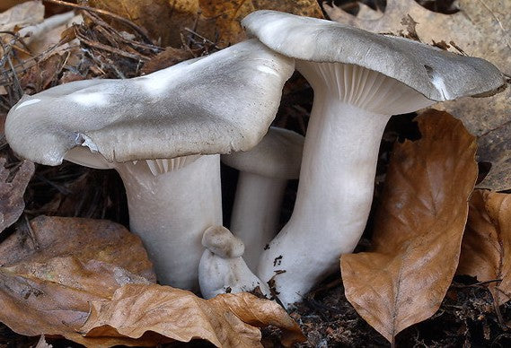 🗺️ Carte “Test” – Hygrophore de mars
