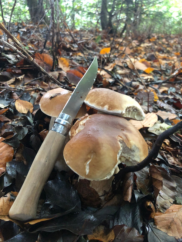 Cueillette en foret