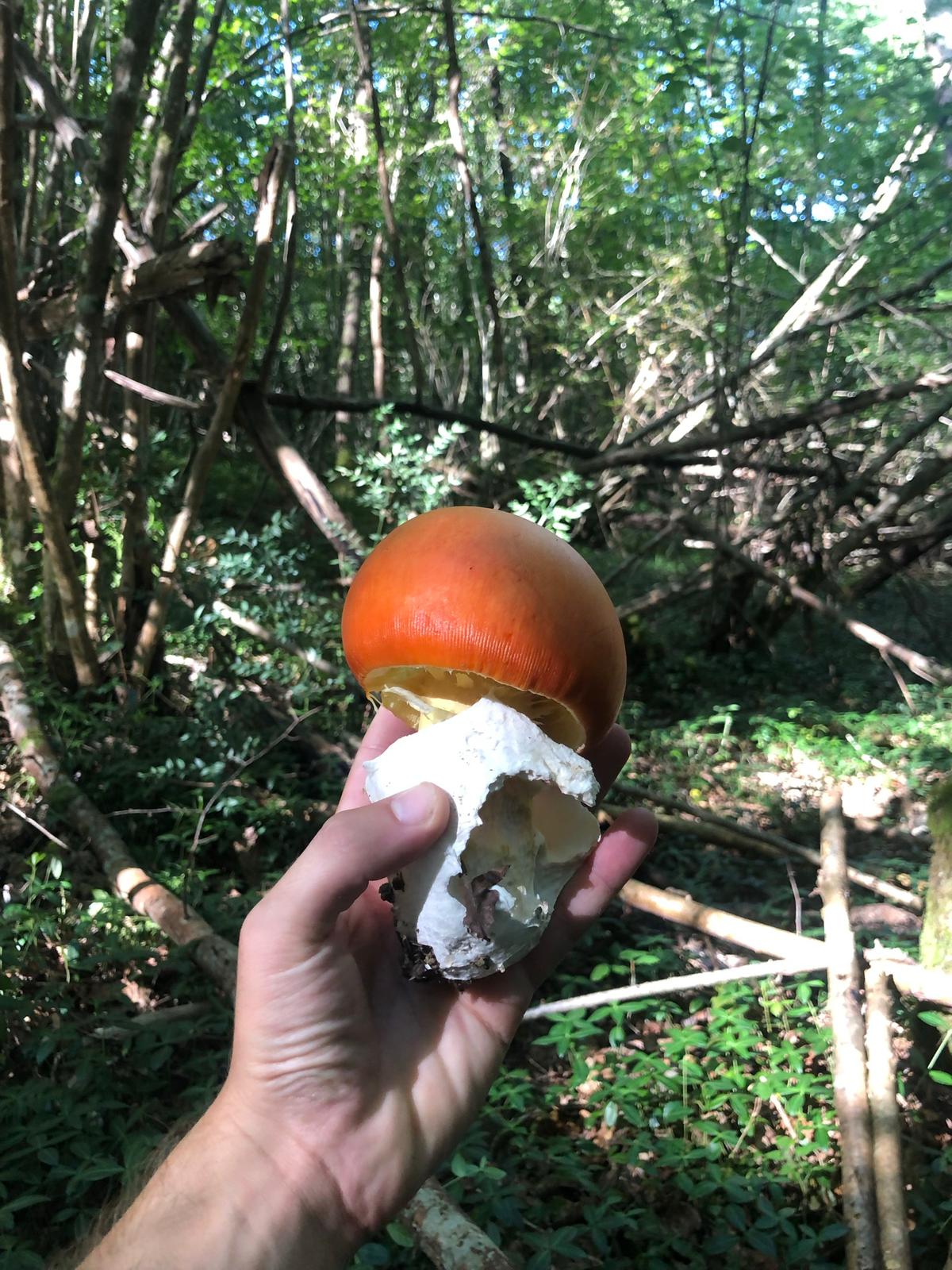 Amanite des Césars