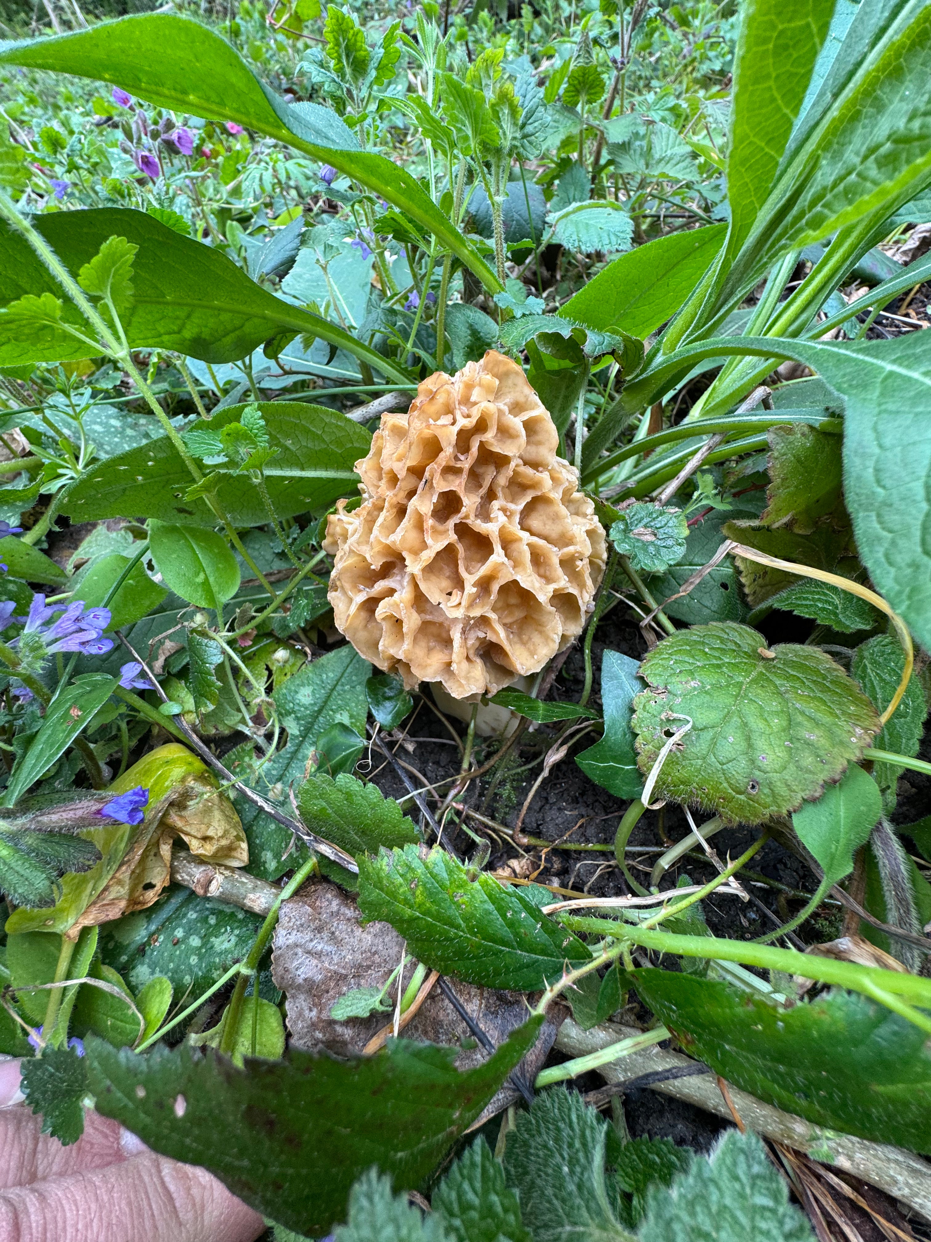 Morilles