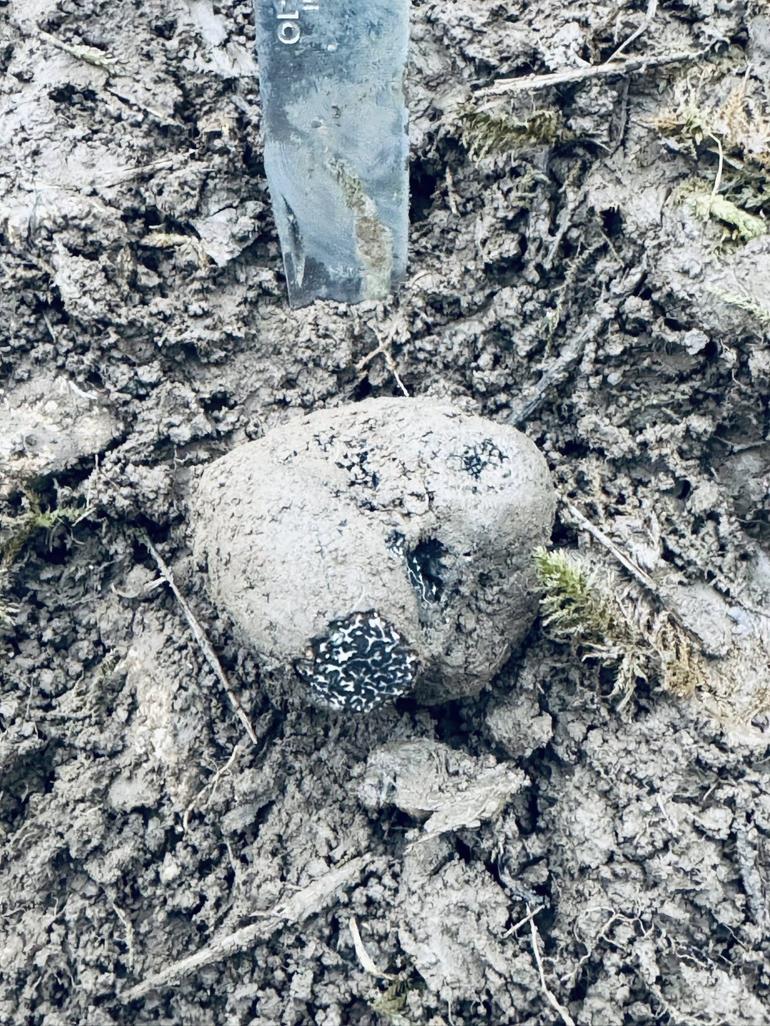 Truffes